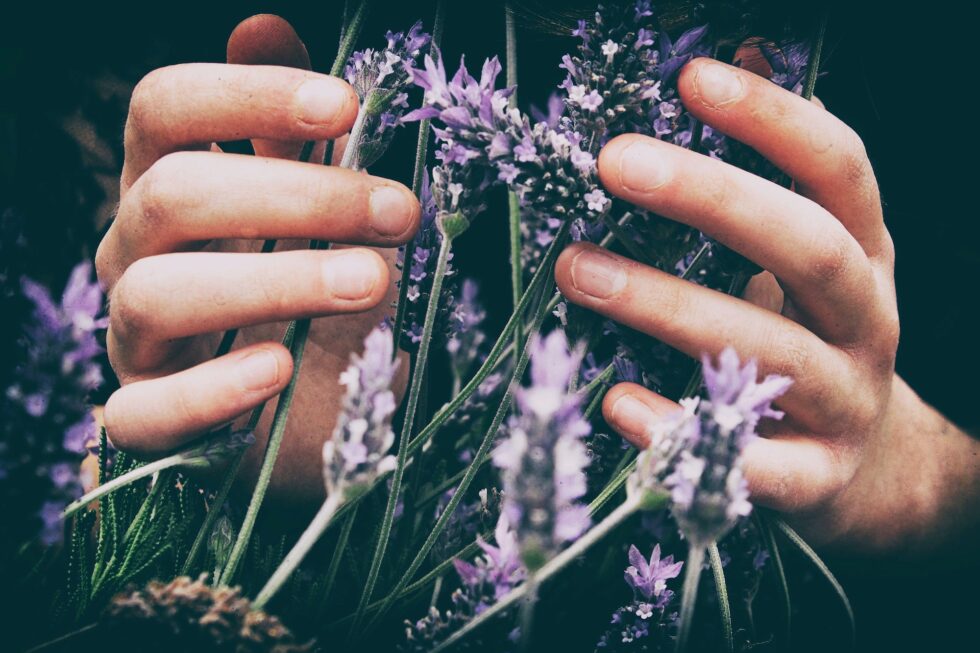 Lavender Oil and a Good Night’s sleep